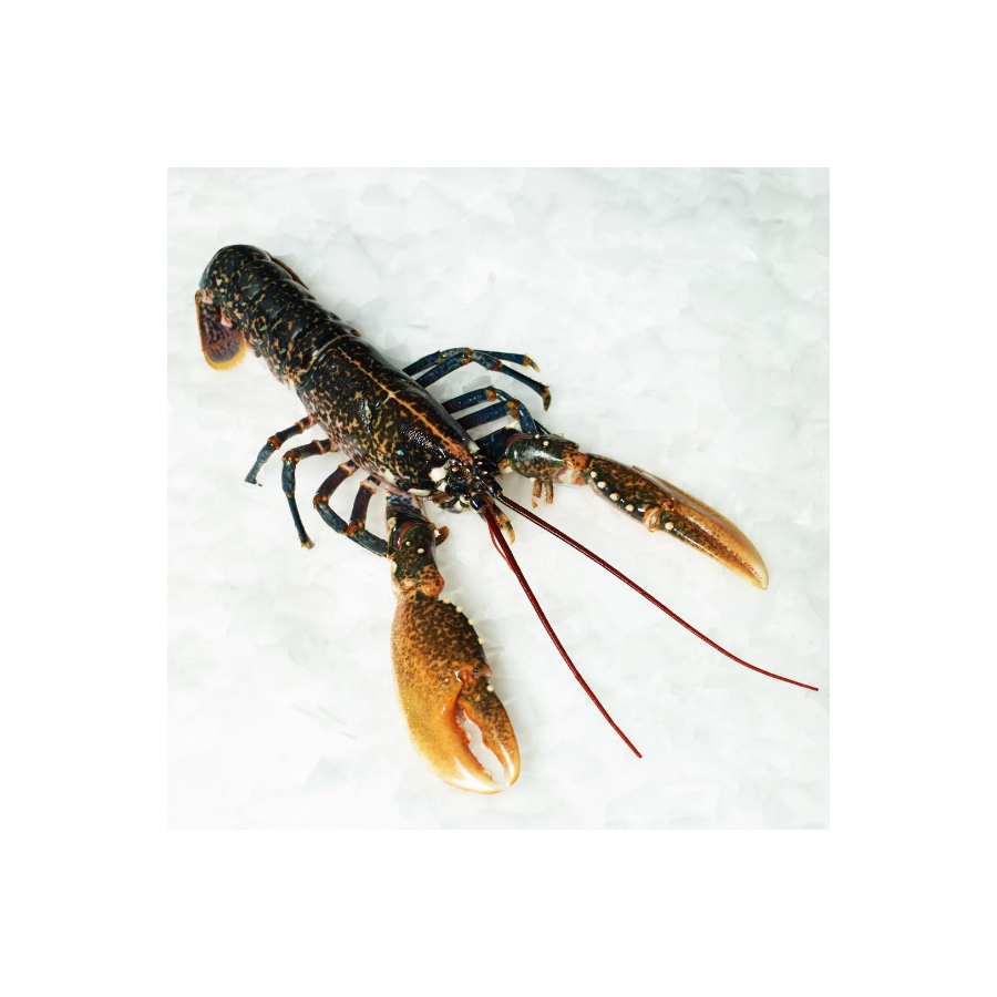 EUROPEAN LOBSTER MARIE LUXE French food products online from Taste