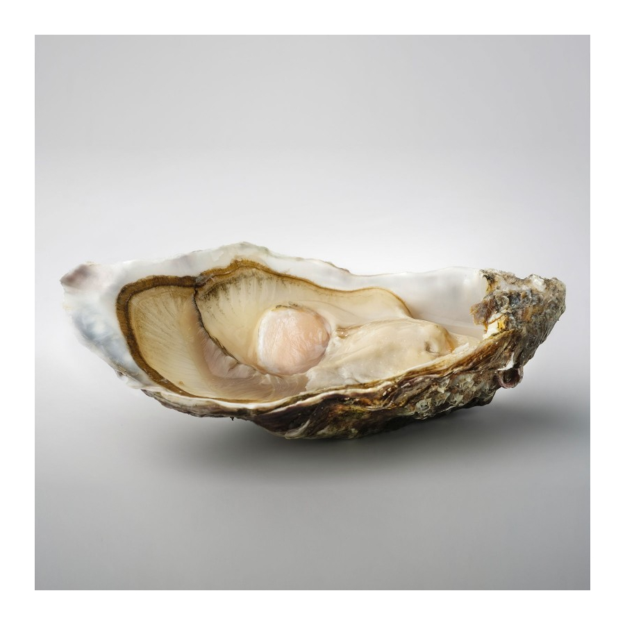 Fine cupped oysters from Normandy N°3 JANSENS SCEC Jansens Les